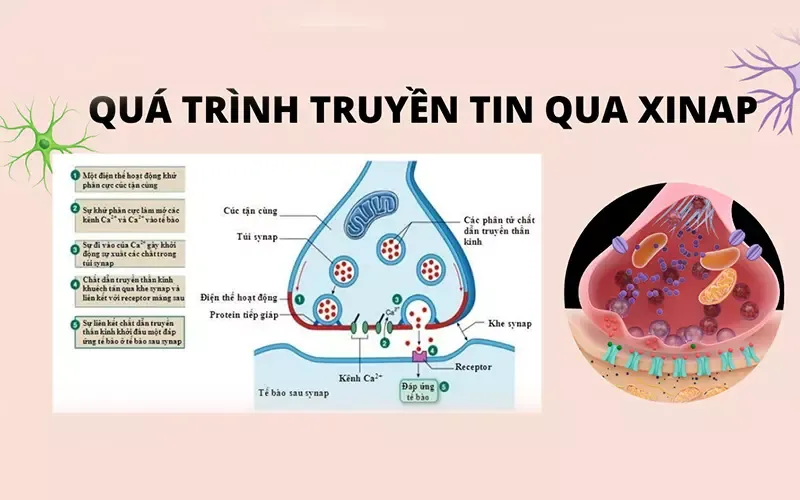 Xinap là gì? Phân loại và trình bày quá trình truyền tin qua Xinap