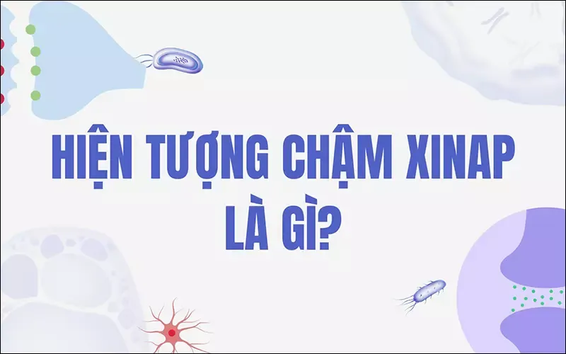 Xinap là gì? Phân loại và trình bày quá trình truyền tin qua Xinap